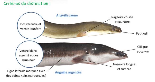 Anguille Federation Du Puy De Dome Pour La Peche Et La Protection Du Milieu Aquatique